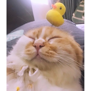 kẹp tóc gà vịt bông dễ thương cho thú cưng