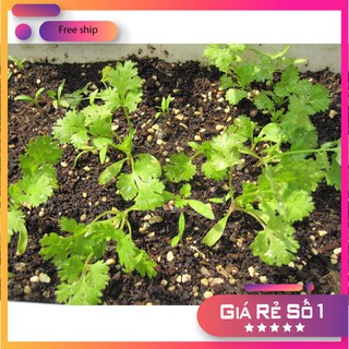 Hạt giống ngò rí (rau mùi) 20g