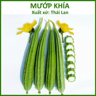 Hạt Giống Mướp Khía - Xuất xứ Thái Lan Lai F1 (10 hạt)