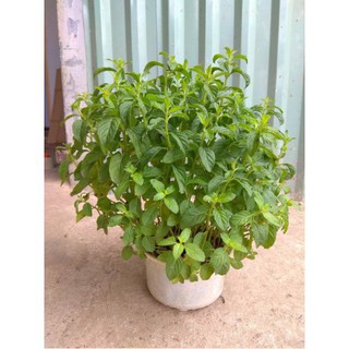 Hạt Giống Cây Bạc Hà