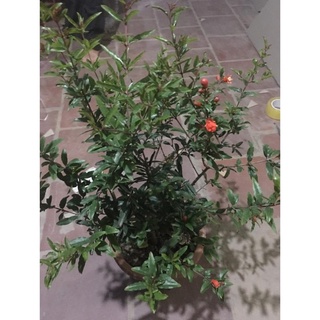 Cây Lựu Đỏ Cảnh Đang Có Hoa ( ảnh thật ) .