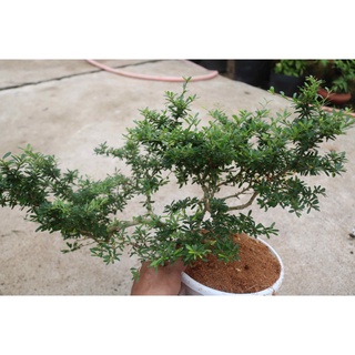 (GIẢM GIÁ) Cây LINH SÂM bonsai mini