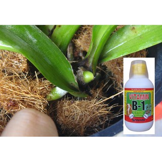 Xơ dừa trồng lan - gói 500gr ( vỏ dừa nguyên miếng, mụn sơ dừa)