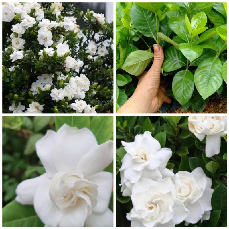 Cây giống bạch thiên hương hoa kép thơm nức