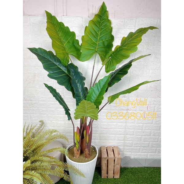 Cây giả-Cây Tai Voi Nam Phi loại cao cấp ,decor cực đẹp