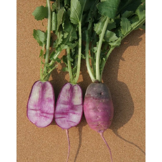 Hạt giống Củ Cải Tím Daikon F1 Nhập khẩu - 5 gram