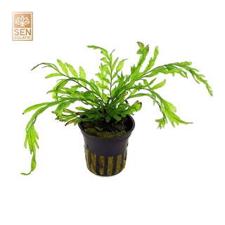 Cây dương xỉ châu phi - 10g