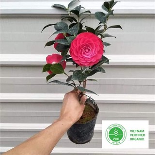 5 Hạt giống Trà My Nhật (tặng gói Kích nẩy mầm và Hướng dẫn) THUTHUY