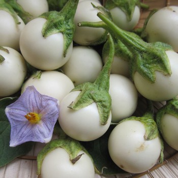 0.5g Hạt giống Cà pháo trắng 
