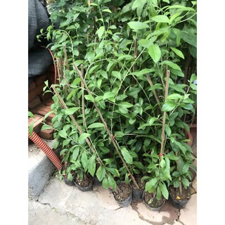 Cúc tần ấn độ