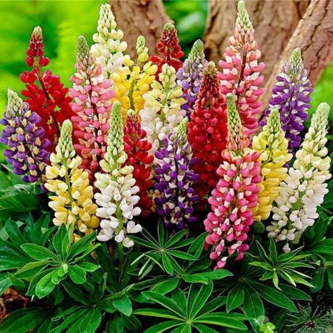 Hạt giống HOA ĐẬU LUPIN, Hỗn hợp Lupin Russell (Lupinus polyphyllus) Bộ đôi