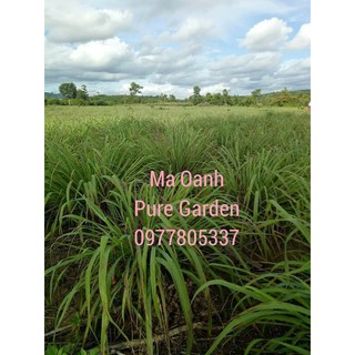 Tinh dầu SẢ JAVA  nguyên chất đuổi muỗi chai 100ml
