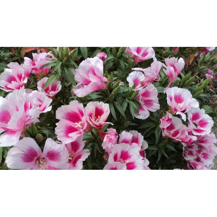 Hạt Giống Hoa Hồng Xuân Mix 10 Hạt