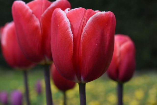 Củ hoa tulip đỏ viền trắng giống hà lan