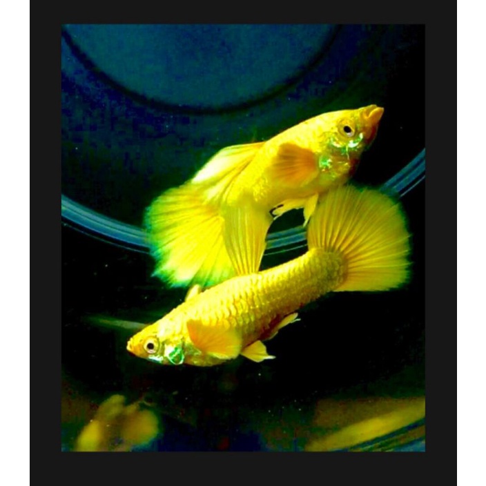 Compo 1 cặp FULL GOLD trốngg máii lai siêu đẹp