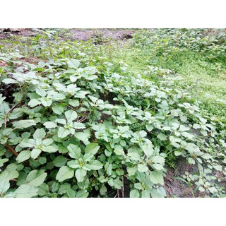 Hạt giống Rau dền cơm (Gói 10gram)