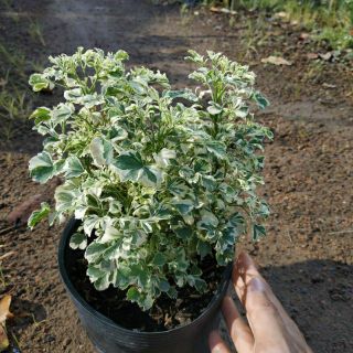 Cây Đinh Lăng Lá Cẩm Thạch