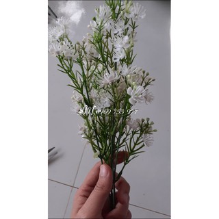 Cành bi trắng nở