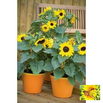 🌟50 HẠT HƯỚNG DƯƠNG LÙN SIÊU BABY🌟DỄ TRỒNG HOA BỀN RA HOA SAU HAI THÁNG