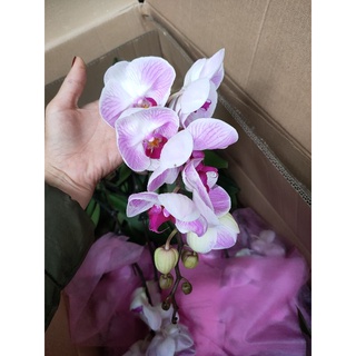 lan hồ điệp giống chất lượng