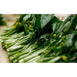 Hạt giống Rau Cải Ngồng