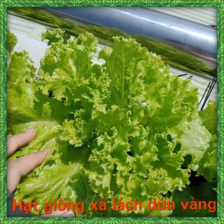 Hạt Giống Xà Lách Dún Vàng