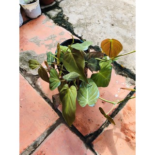 chậu nhựa Trầu micans