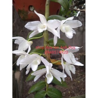 Lan trầm trắng tinh khôi cánh mai( trầm var cánh mai)
