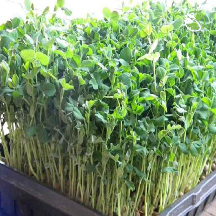 Hạt Giống Mầm Đậu Hà Lan Phú Nông - Gói Lớn 1kg