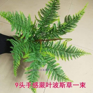 cụm dương xỉ mềm