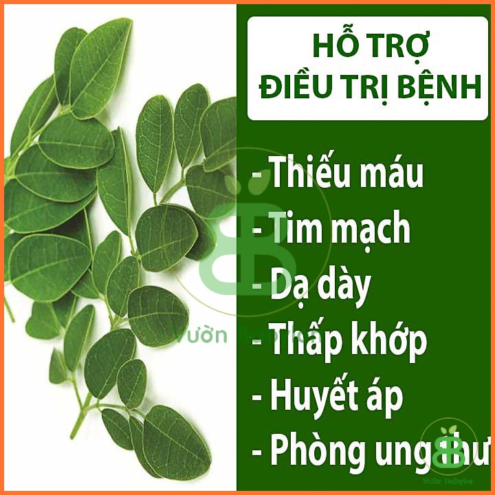 Hạt Giống Chùm Ngây Phú Nông Dễ Trồng