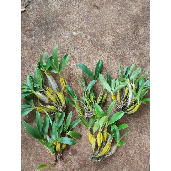 1 bó lan sơn thủy tiên