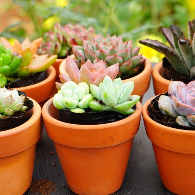 Combo 1 sen đá nhỏ 6cm + 1 chậu đất nung 7cm GLASS GARDEN, Giá rẻ, Lựa ngẫu nhiên, Bao khỏe, Lỗi 1 đổi 1