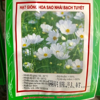 HẠT GIỐNG HOA SAO NHÁI BẠCH TUYẾT