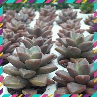 [SIÊU XỊN] Sen Đá Đá Nâu màu quá đẹp  ( DỄ TRỒNG, ĐÃ THUẦN KHÍ HẬU )