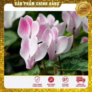 Hạt Giống Hoa Anh Thảo Mix - 5 hạt