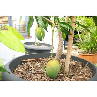 Cây giống Xoài Thanh ca  [ Giống GHép cho trái sớm - quả vàng - trồng chậu được].