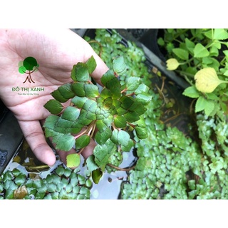 Combo 10 Nhánh Ấu Thái trồng thuỷ sinh, trang trí hồ cá