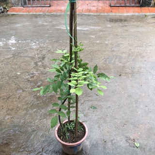 Combo 2 Cây hoa tử đằng (ảnh thật số 2).
