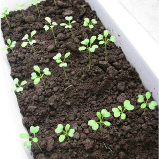 Rau da vị ( rau thơm) (đóng túi lẻ)( bấm chọn loại rau, chọn số lượng)