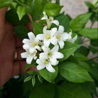 CÂY HOA NGUYỆT QUẾ