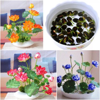 [MUA 10 TẶNG 3] Hạt Giống Dòng Sen Pha Lê Nhập Ngoại S1000