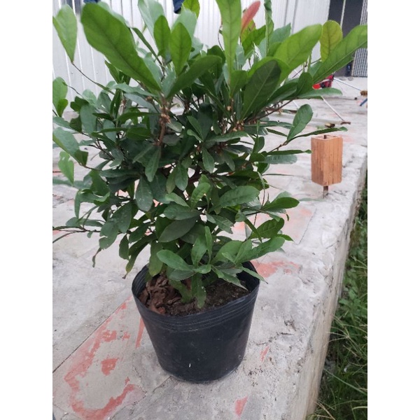 Cây Thần Kì đang hoa