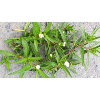 cây cỏ mực khô 1kg