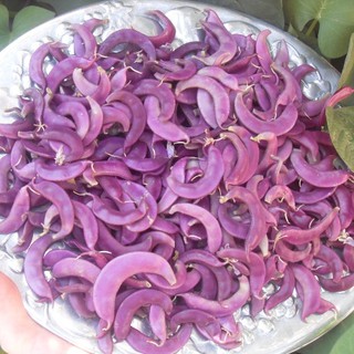 Hạt giống đậu ván tím. túi 5 hạt