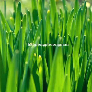 100GR - HẠT GIỐNG LÚA MẠCH (LÚA MÌ / CỎ MÈO) PHƯƠNG NAM
