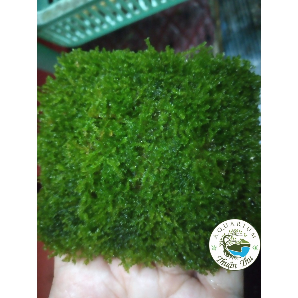 Rêu Minitaiwan thủy sinh chuẩn đẹp dán đá_lũa hàng chuẩn đẹp full lá nước