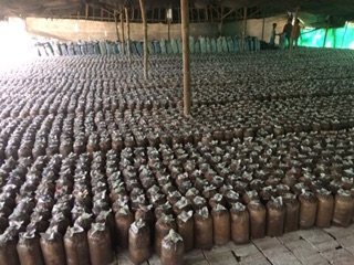 300gram Linh chi sấy khô