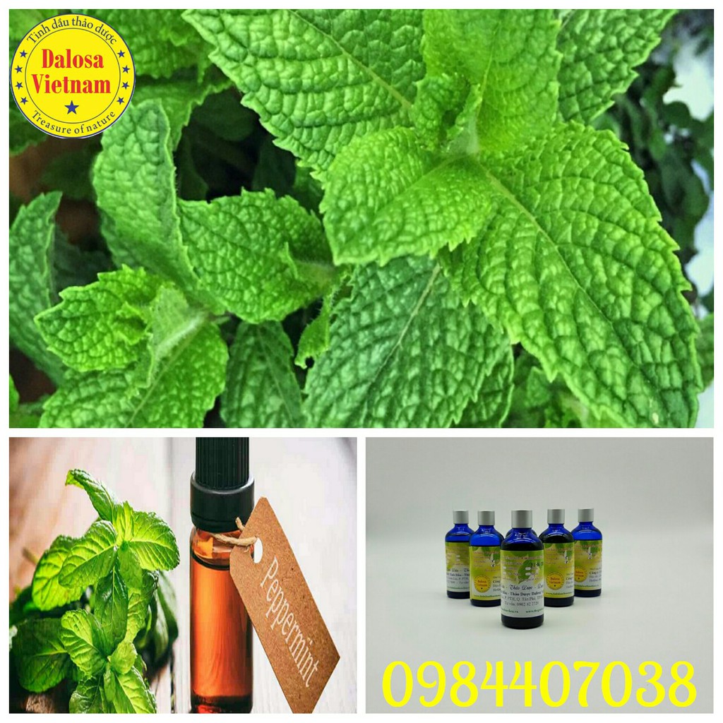 TINH DẦU BẠC HÀ (Peppermint Oil) 50ml, 100ml