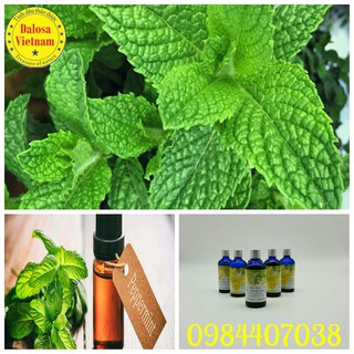 Tinh dầu bạc hà 50ml, 100ml